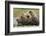 Brown Bear, Katmai National Park, Alaska-Paul Souders-Framed Photographic Print