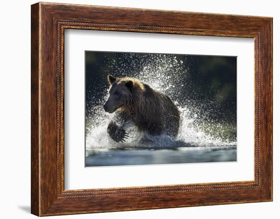 Brown Bear, Katmai National Park, Alaska-Paul Souders-Framed Photographic Print