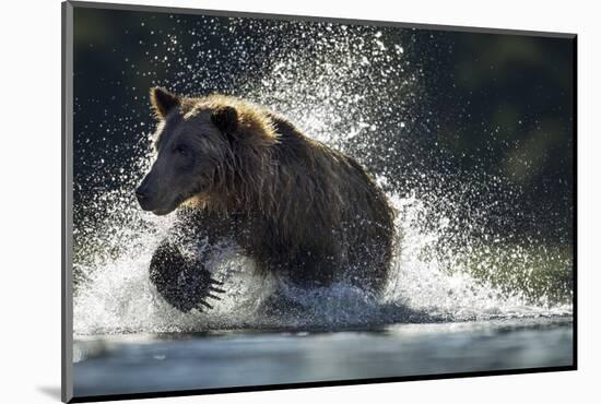 Brown Bear, Katmai National Park, Alaska-Paul Souders-Mounted Photographic Print