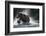 Brown Bear, Katmai National Park, Alaska-Paul Souders-Framed Photographic Print