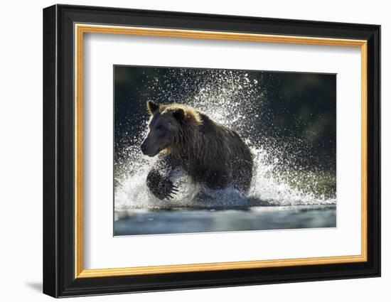 Brown Bear, Katmai National Park, Alaska-Paul Souders-Framed Photographic Print