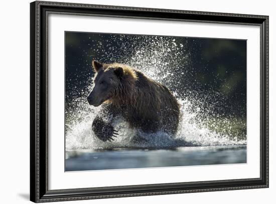 Brown Bear, Katmai National Park, Alaska-Paul Souders-Framed Photographic Print