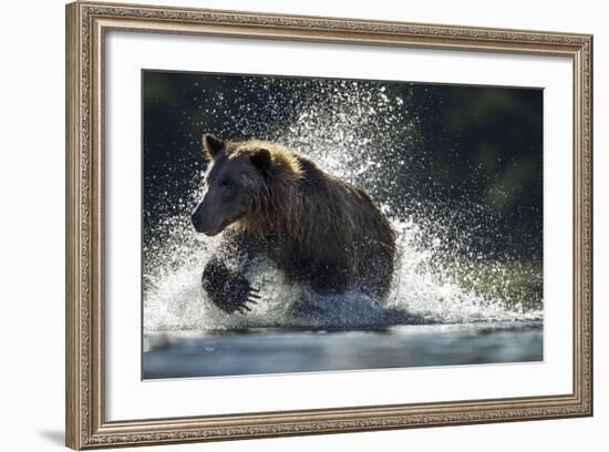 Brown Bear, Katmai National Park, Alaska-Paul Souders-Framed Photographic Print