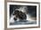 Brown Bear, Katmai National Park, Alaska-Paul Souders-Framed Photographic Print