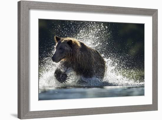 Brown Bear, Katmai National Park, Alaska-Paul Souders-Framed Photographic Print