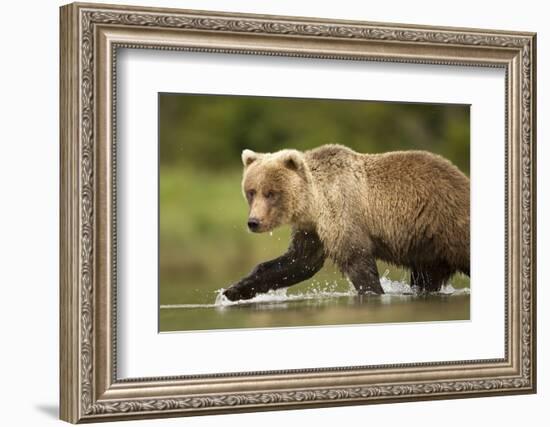 Brown Bear, Katmai National Park, Alaska-null-Framed Photographic Print