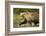 Brown Bear, Katmai National Park, Alaska-null-Framed Photographic Print