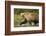 Brown Bear, Katmai National Park, Alaska-null-Framed Photographic Print