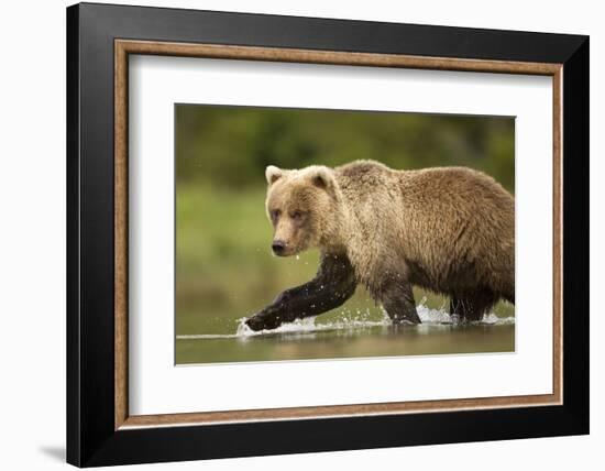 Brown Bear, Katmai National Park, Alaska-null-Framed Photographic Print