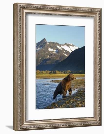 Brown Bear, Katmai National Park, Alaska-null-Framed Photographic Print