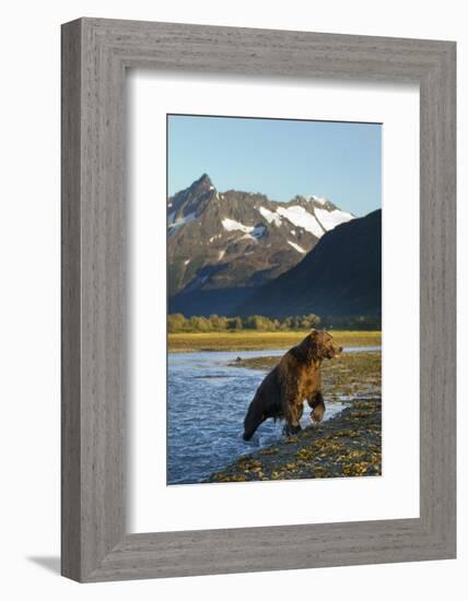 Brown Bear, Katmai National Park, Alaska-null-Framed Photographic Print