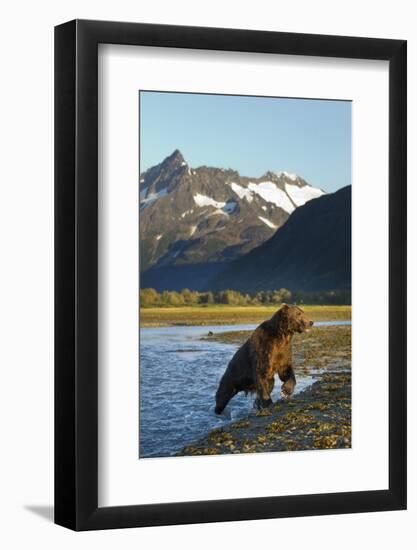 Brown Bear, Katmai National Park, Alaska-null-Framed Photographic Print