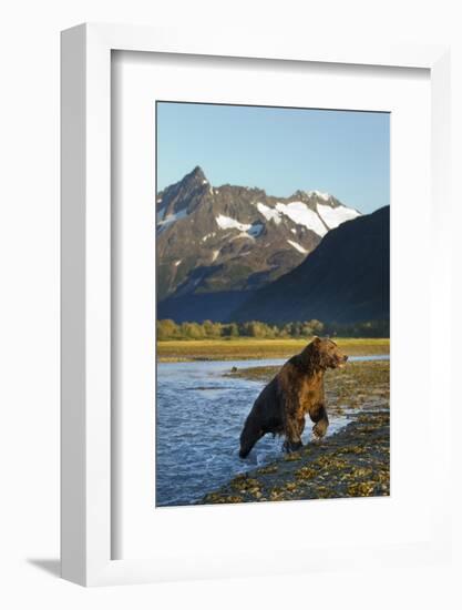 Brown Bear, Katmai National Park, Alaska-null-Framed Photographic Print