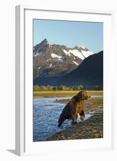 Brown Bear, Katmai National Park, Alaska-null-Framed Photographic Print