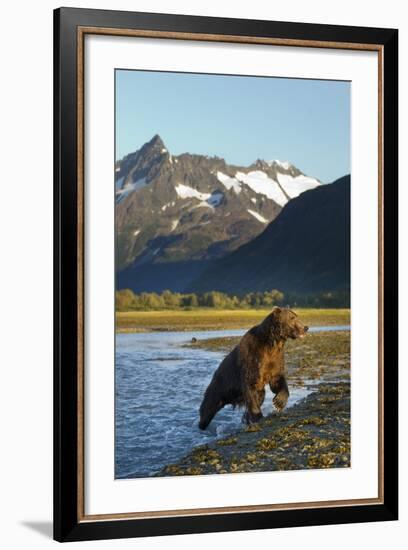 Brown Bear, Katmai National Park, Alaska-null-Framed Photographic Print