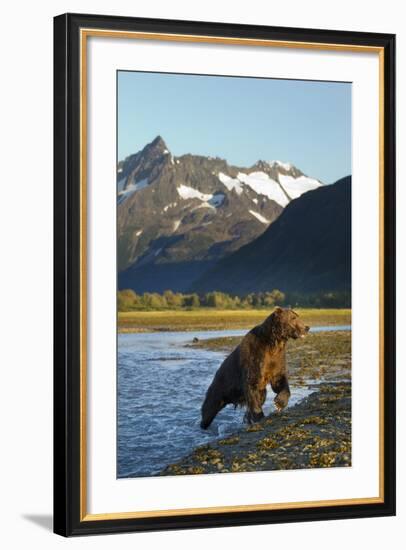 Brown Bear, Katmai National Park, Alaska-null-Framed Photographic Print