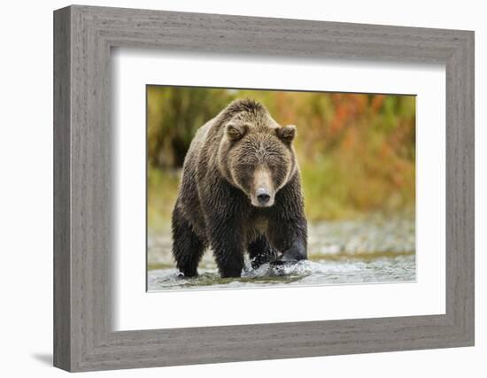 Brown Bear, Katmai National Park, Alaska-null-Framed Photographic Print