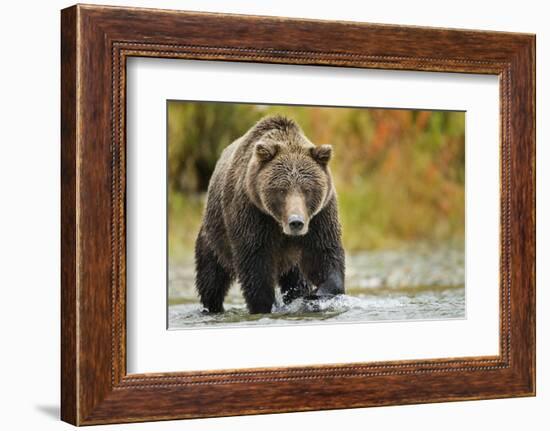 Brown Bear, Katmai National Park, Alaska-null-Framed Photographic Print