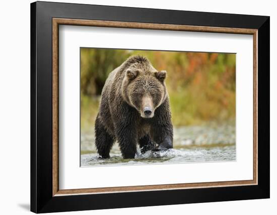 Brown Bear, Katmai National Park, Alaska-null-Framed Photographic Print