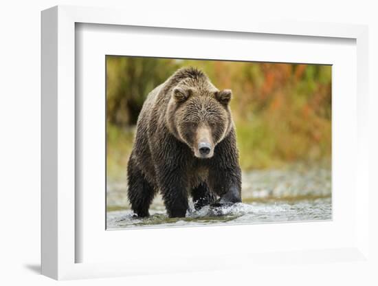 Brown Bear, Katmai National Park, Alaska-null-Framed Photographic Print