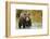 Brown Bear, Katmai National Park, Alaska-null-Framed Photographic Print