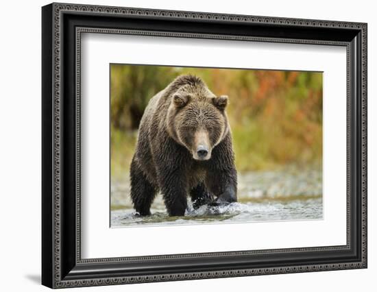 Brown Bear, Katmai National Park, Alaska-null-Framed Photographic Print