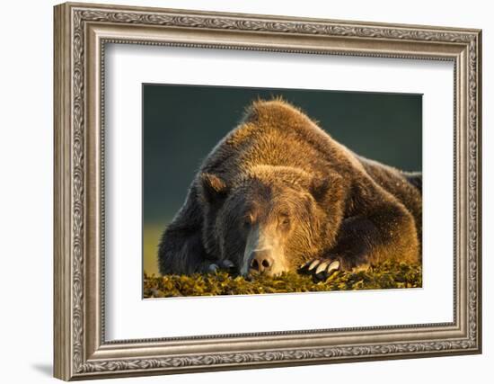 Brown Bear, Katmai National Park, Alaska-null-Framed Photographic Print