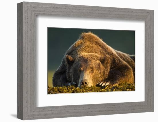 Brown Bear, Katmai National Park, Alaska-null-Framed Photographic Print