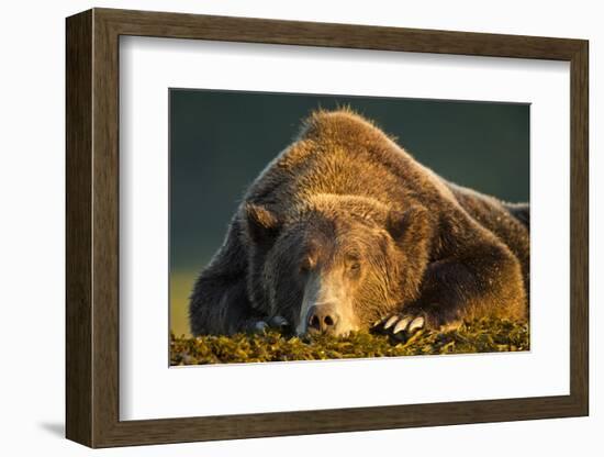 Brown Bear, Katmai National Park, Alaska-null-Framed Photographic Print