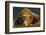 Brown Bear, Katmai National Park, Alaska-null-Framed Photographic Print