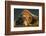 Brown Bear, Katmai National Park, Alaska-null-Framed Photographic Print