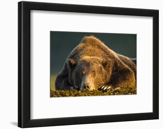 Brown Bear, Katmai National Park, Alaska-null-Framed Photographic Print