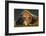 Brown Bear, Katmai National Park, Alaska-null-Framed Photographic Print