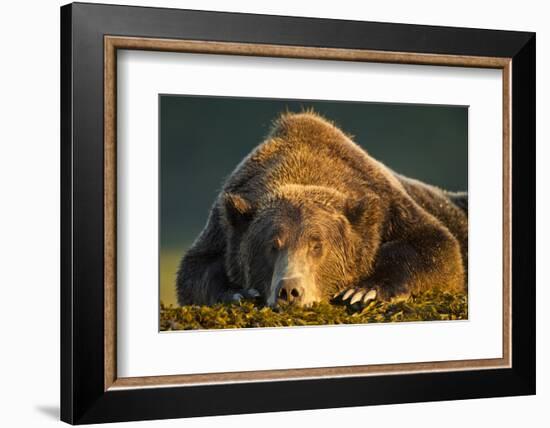 Brown Bear, Katmai National Park, Alaska-null-Framed Photographic Print