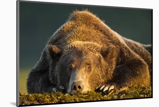 Brown Bear, Katmai National Park, Alaska-null-Mounted Photographic Print