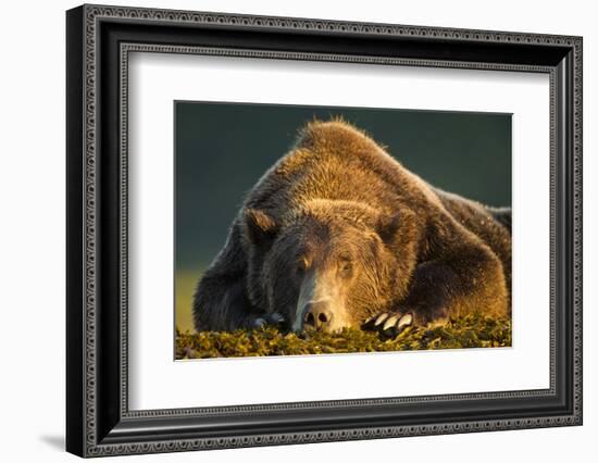 Brown Bear, Katmai National Park, Alaska-null-Framed Photographic Print