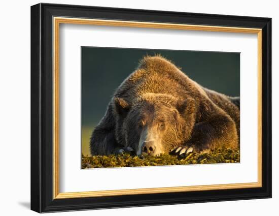 Brown Bear, Katmai National Park, Alaska-null-Framed Photographic Print