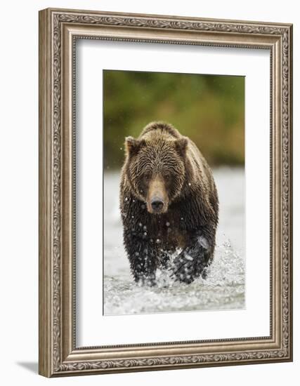 Brown Bear, Katmai National Park, Alaska-null-Framed Photographic Print