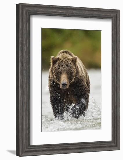 Brown Bear, Katmai National Park, Alaska-null-Framed Photographic Print