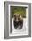 Brown Bear, Katmai National Park, Alaska-null-Framed Photographic Print