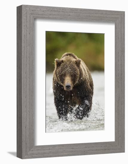 Brown Bear, Katmai National Park, Alaska-null-Framed Photographic Print