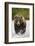 Brown Bear, Katmai National Park, Alaska-null-Framed Photographic Print