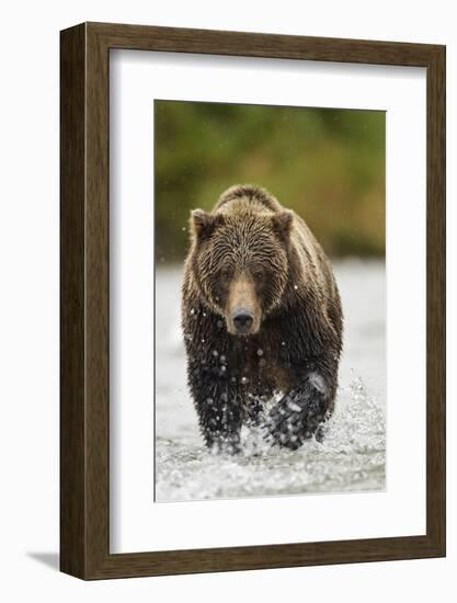 Brown Bear, Katmai National Park, Alaska--Framed Photographic Print