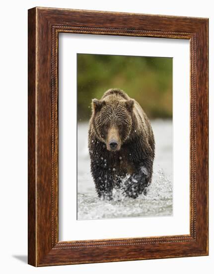 Brown Bear, Katmai National Park, Alaska-null-Framed Photographic Print