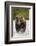 Brown Bear, Katmai National Park, Alaska-null-Framed Photographic Print