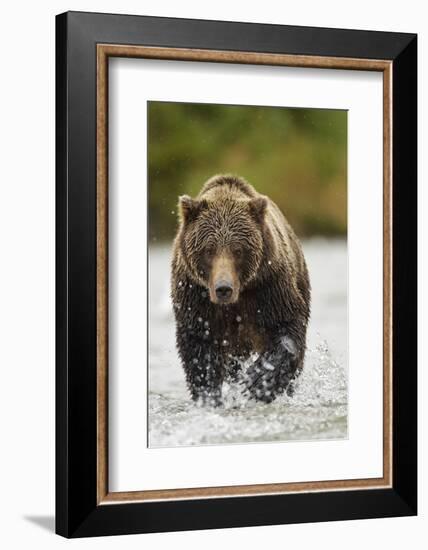 Brown Bear, Katmai National Park, Alaska-null-Framed Photographic Print