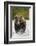 Brown Bear, Katmai National Park, Alaska-null-Framed Photographic Print