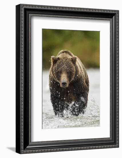 Brown Bear, Katmai National Park, Alaska-null-Framed Photographic Print