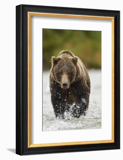 Brown Bear, Katmai National Park, Alaska-null-Framed Photographic Print