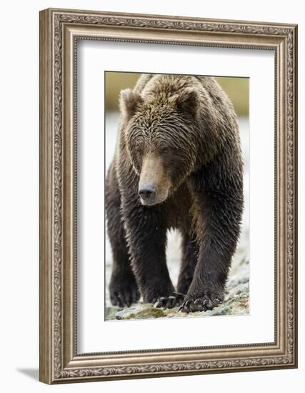 Brown Bear, Katmai National Park, Alaska-null-Framed Photographic Print